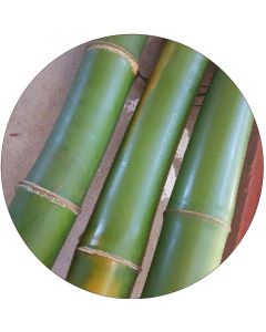 Bambou vert, différentes tailles