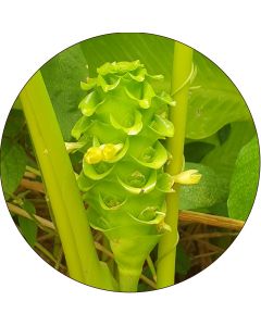Calathea Vert (botte de 5)
