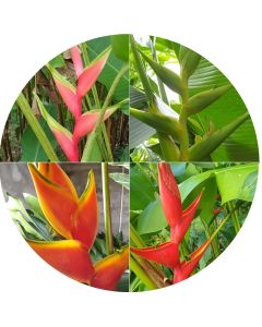 Gros heliconia selon notre choix