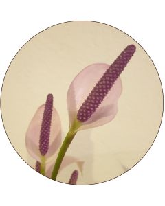 Mini Anthurium blanc et mauve (botte de 10)