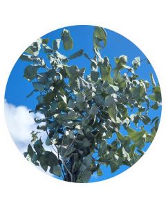 Eucalyptus séché (botte de 10 tiges)