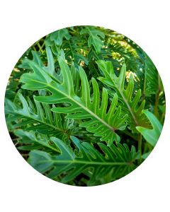 Philodendron "Xanadu' 20-25 cm (botte de 10)
