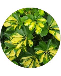Schefflera Panaché vert et jaune (botte de 10)